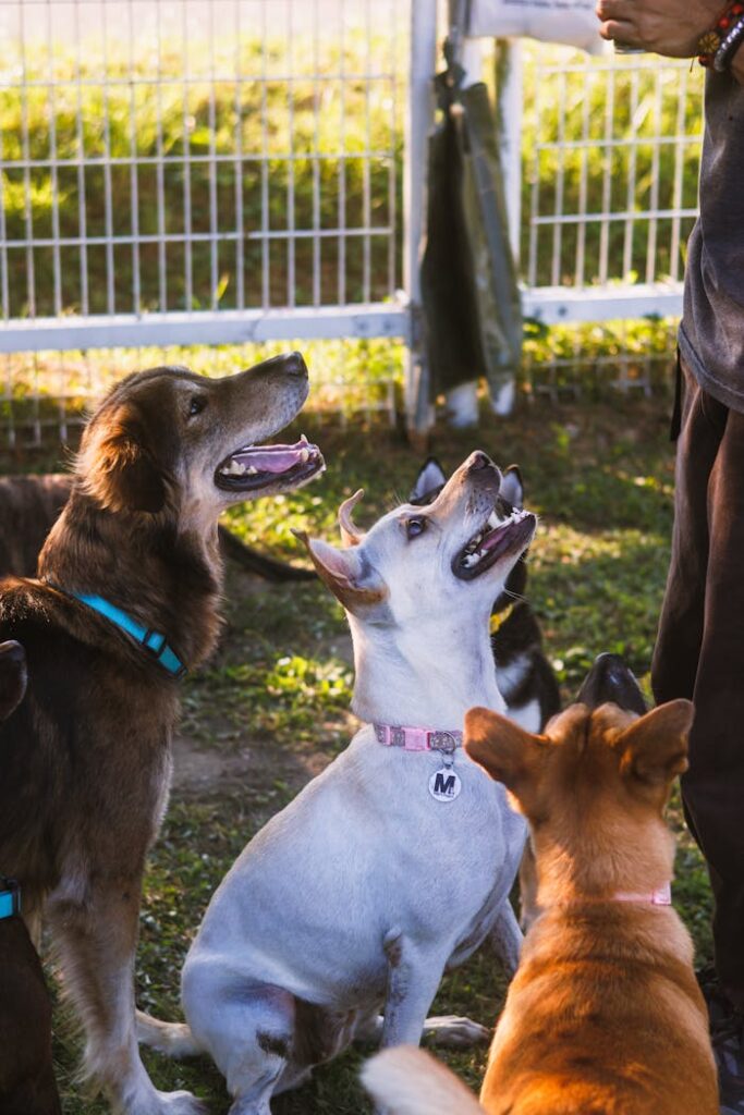 Four attentive dogs gather around a trainer in a sunny outdoor setting.