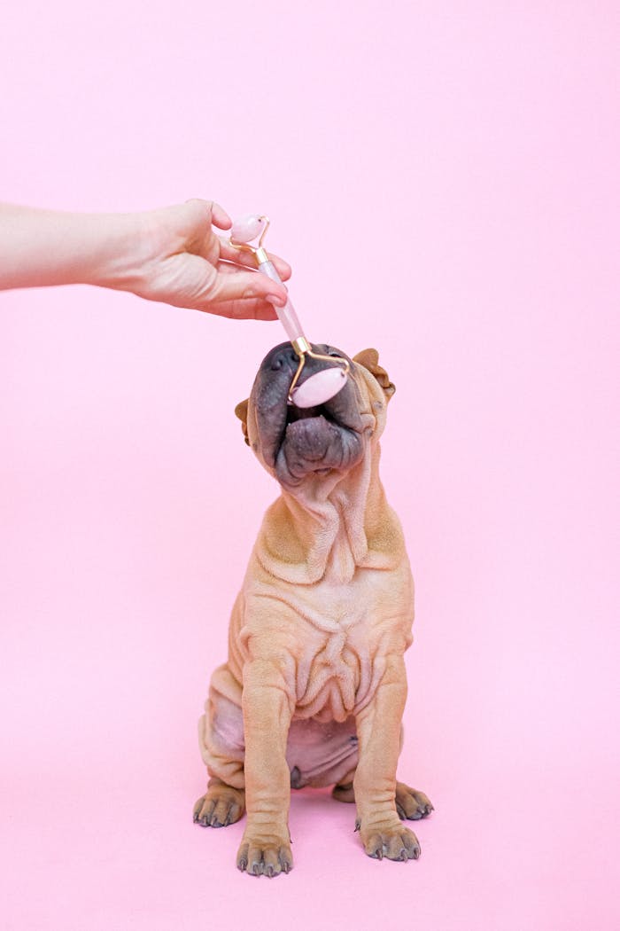 Adorable Shar Pei dog getting a facial massage with a roller on a vibrant pink background.