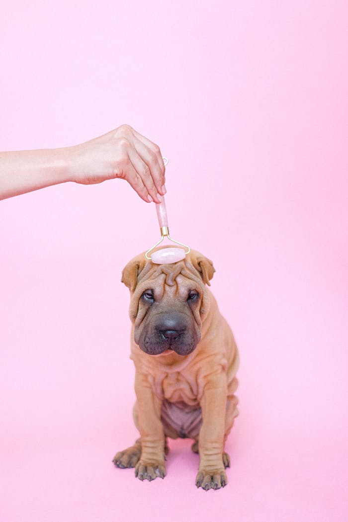 services-04 Adorable Shar Pei puppy being pampered with a facial roller against a pink backdrop.