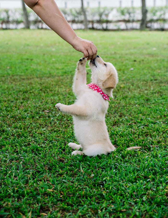 Adorable golden retriever puppy being fed outdoors, showcasing playful behavior.