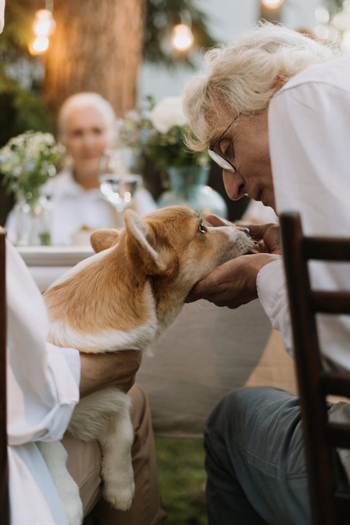 An elderly man affectionately feeding a Welsh Corgi dog outdoors at a table.