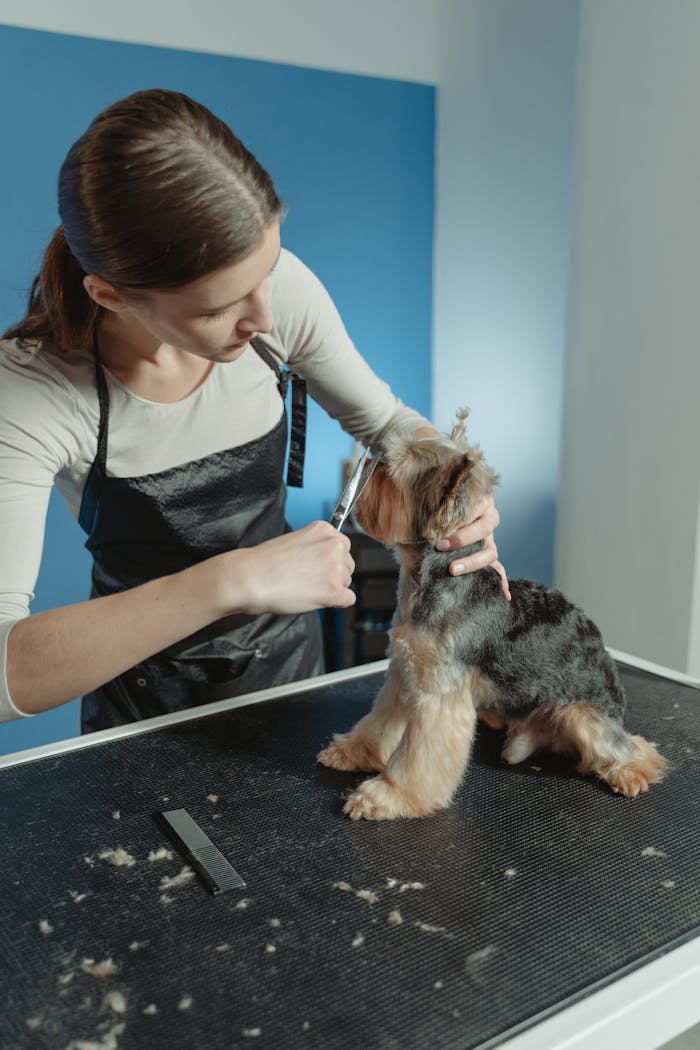 A groomer trims a Yorkshire Terrier on a grooming table indoors.