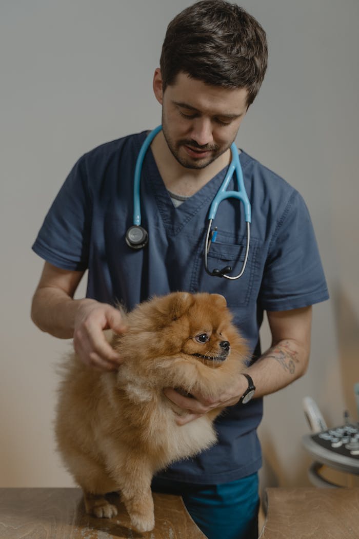 services-03 A veterinarian in scrubs with a stethoscope checks a Pomeranian dog indoors.