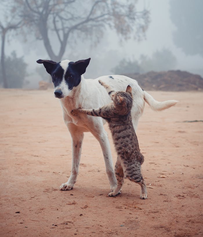 A stray dog and a cat engaging playfully on a foggy day in an outdoor setting.