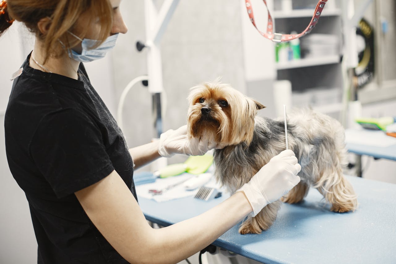 hero-img A veterinarian grooming a Yorkshire Terrier indoors at a clinic.