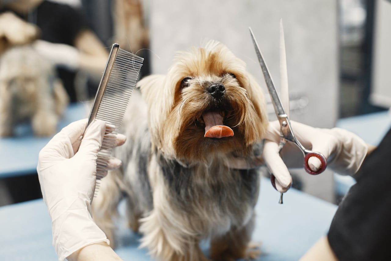 about-01 Yorkshire Terrier getting groomed at a pet salon with scissors and comb.