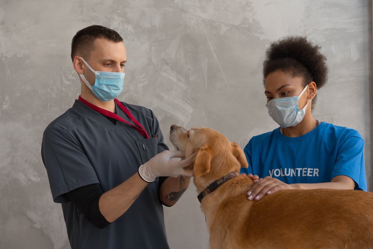 services-02 A veterinarian and a volunteer attend to a dog during a check-up in a veterinary clinic.