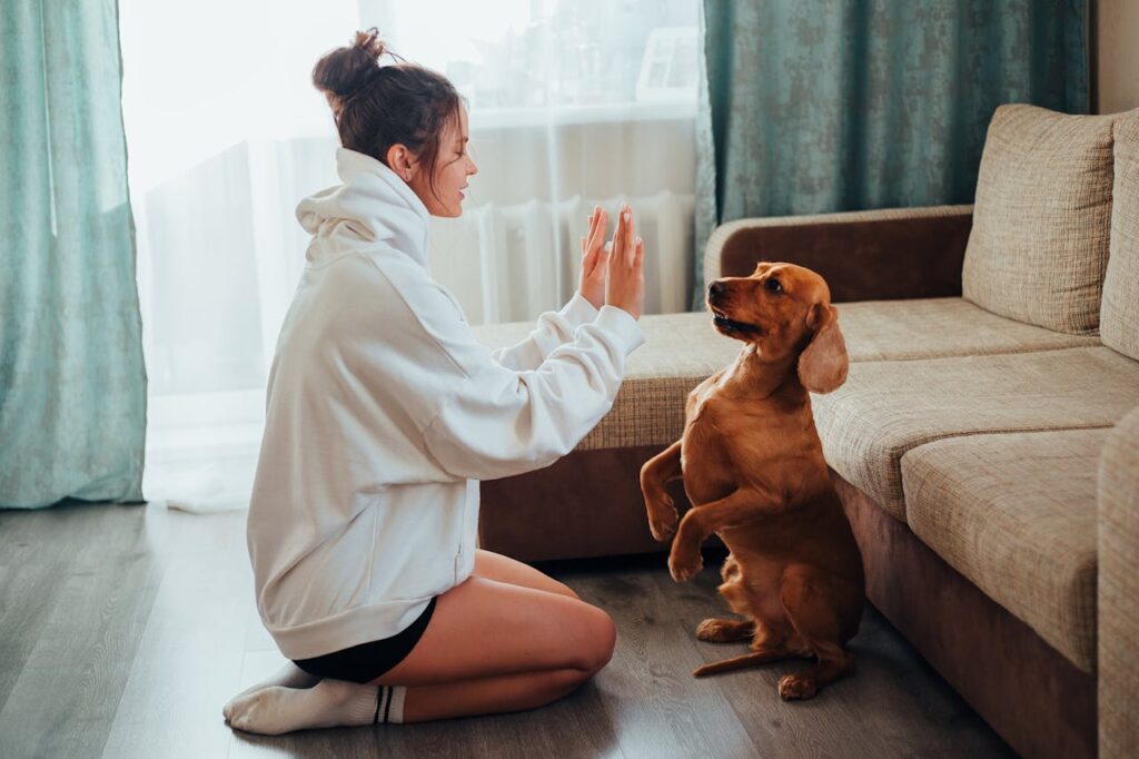 Woman in hoodie training cute brown dog indoors in a cozy living room setting.